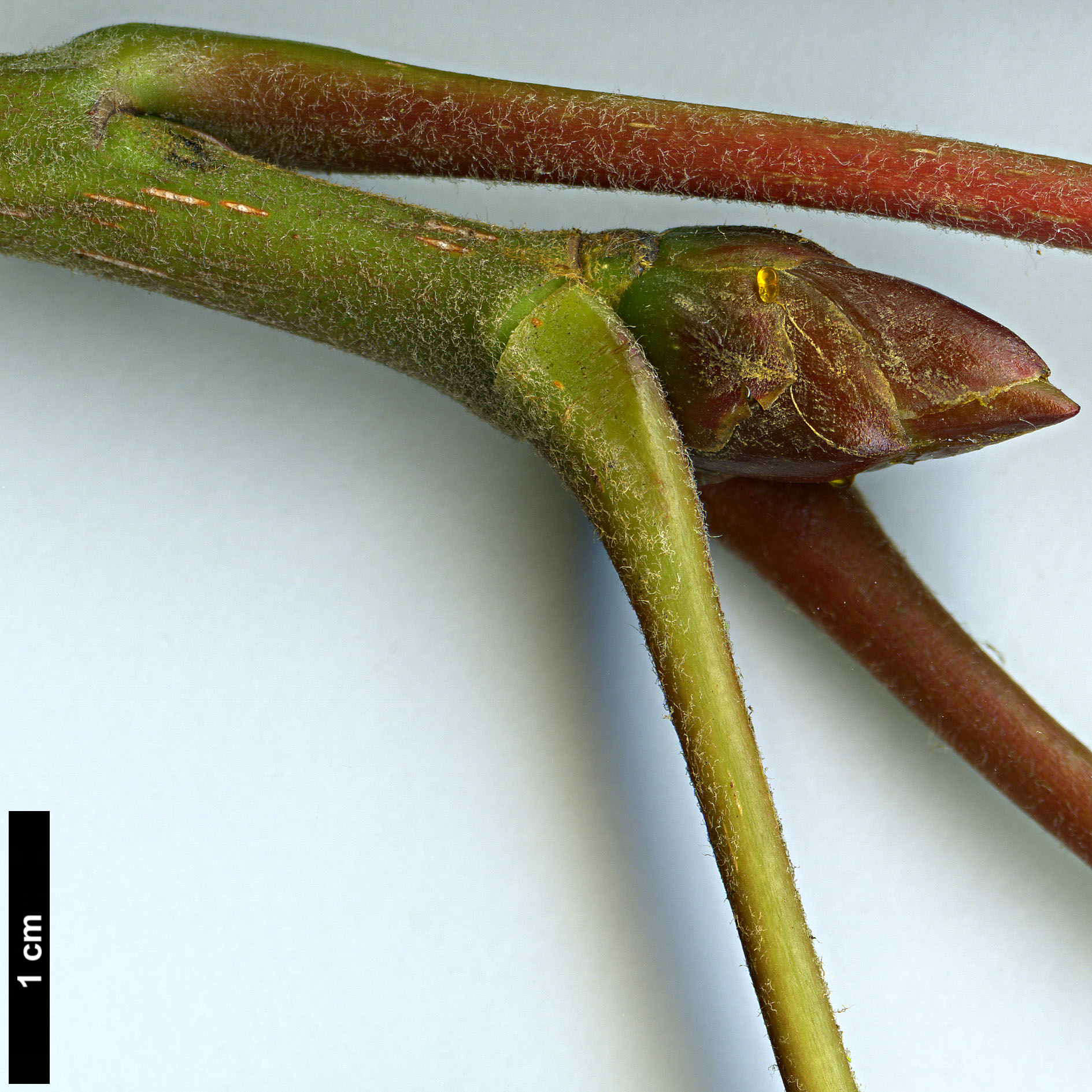 High resolution image: Family: Salicaceae - Genus: Populus - Taxon: szechuanica var. tibetica